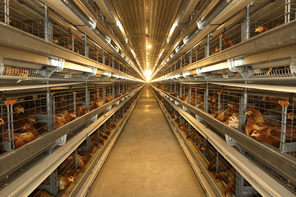 Avian Influenza Chicken Farm