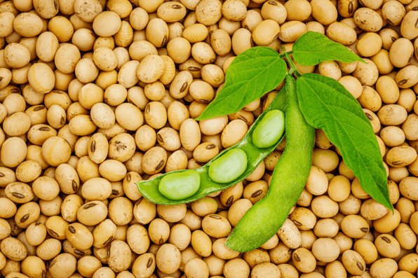 soybeans