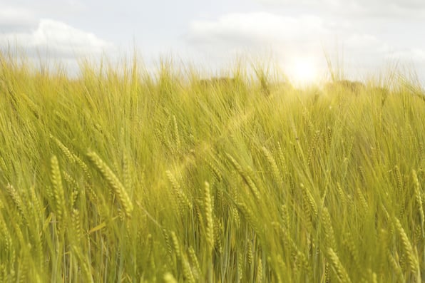 crop