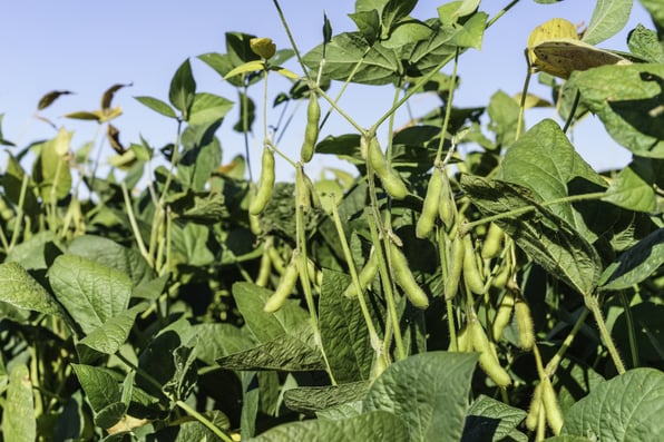 crop field