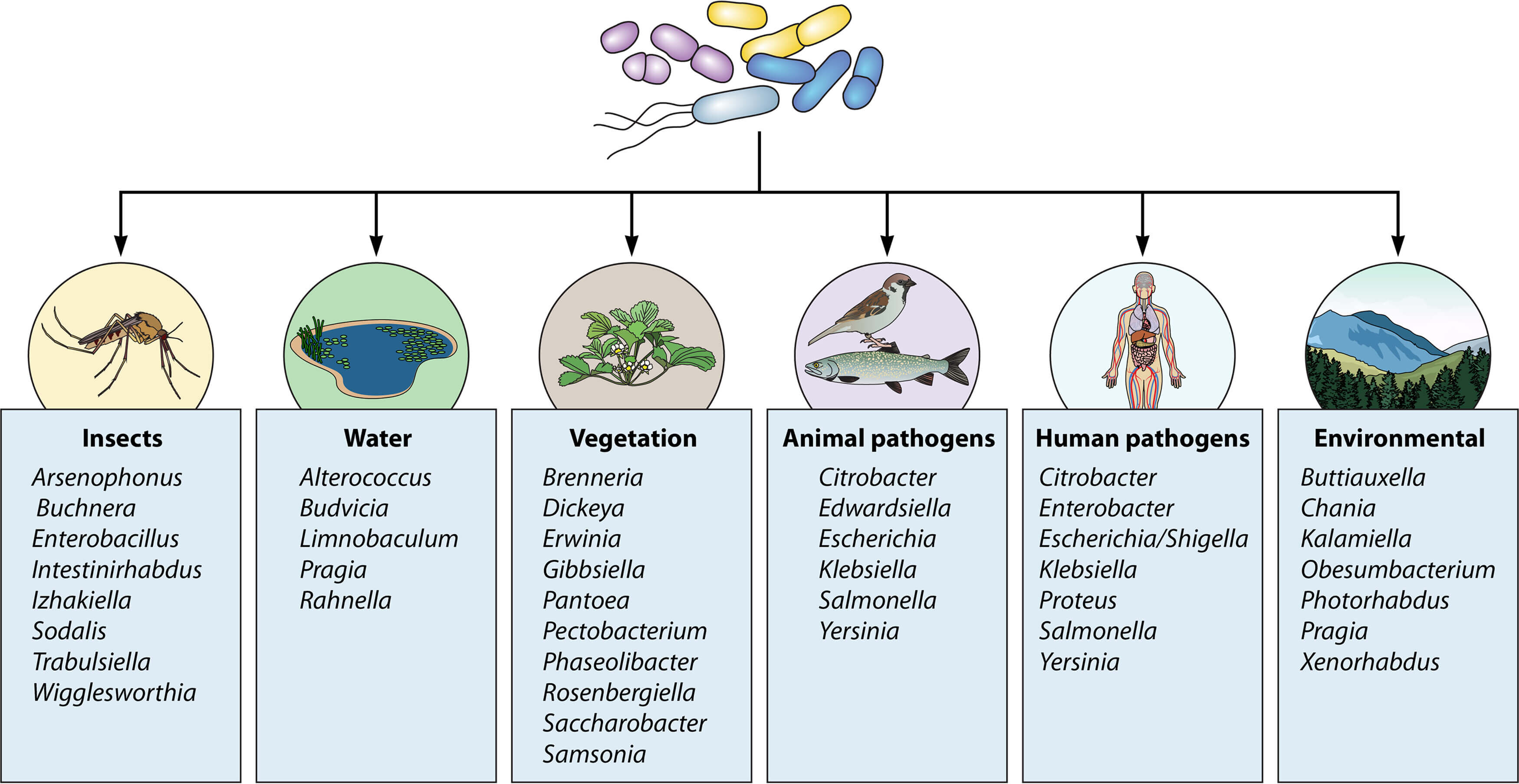 What is Enterobacteriaceae