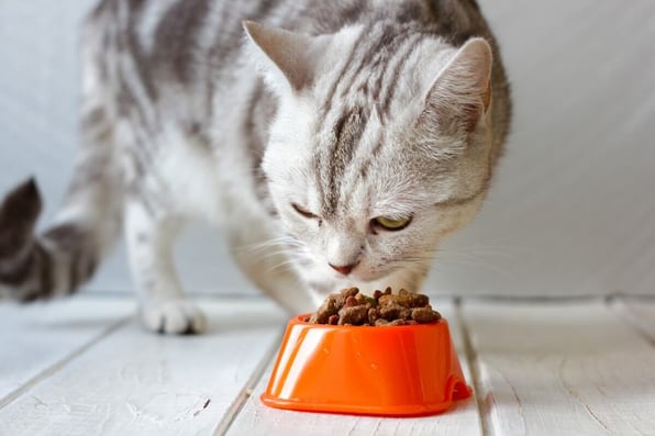 cat food recall
