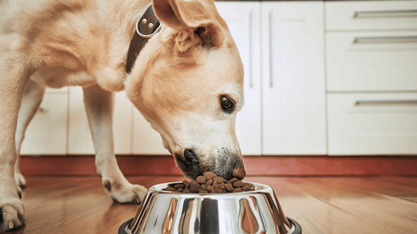 dog food salmonella recall