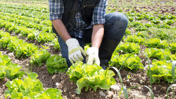 lettuce recall