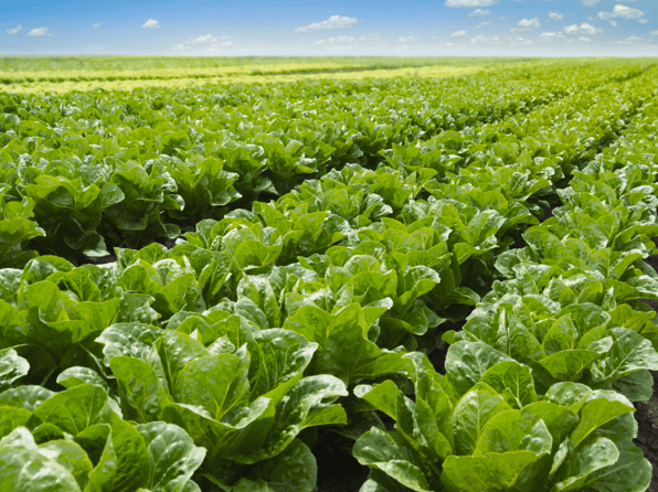 lettuce recall
