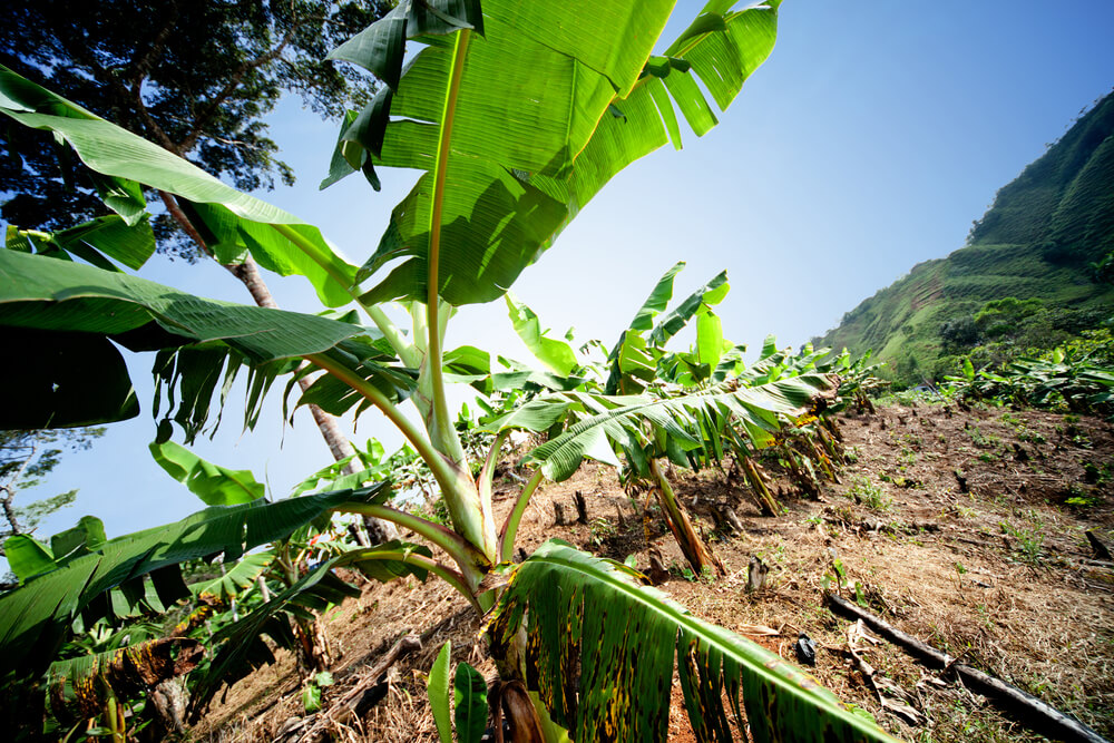 banana regulation