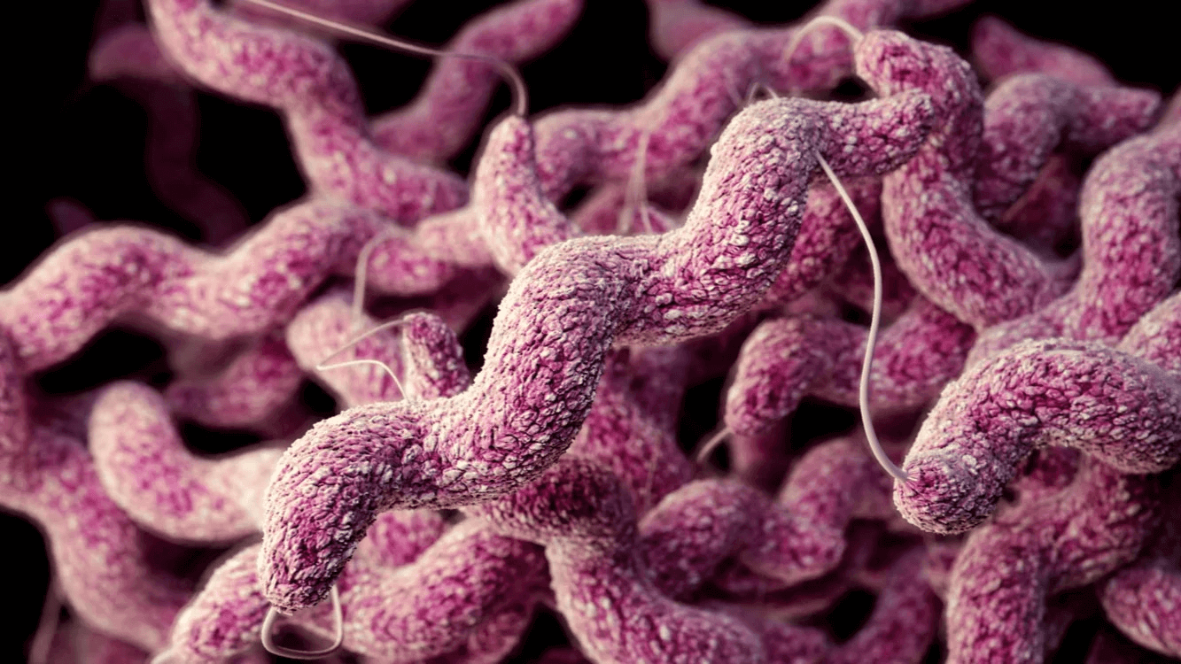 Campylobacter Jejuni The Stealthy Threat Lurking in Your Food