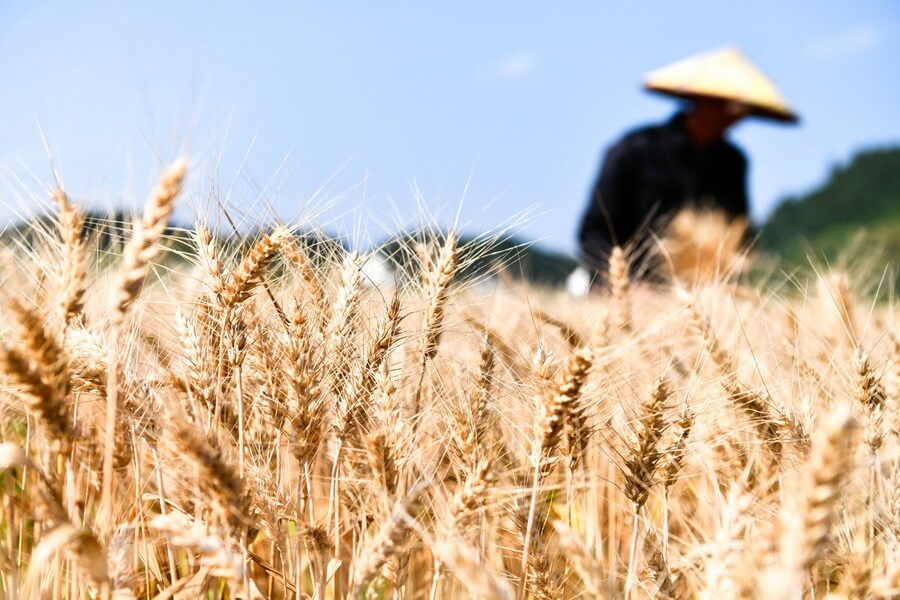 China's Food Security Law 2023