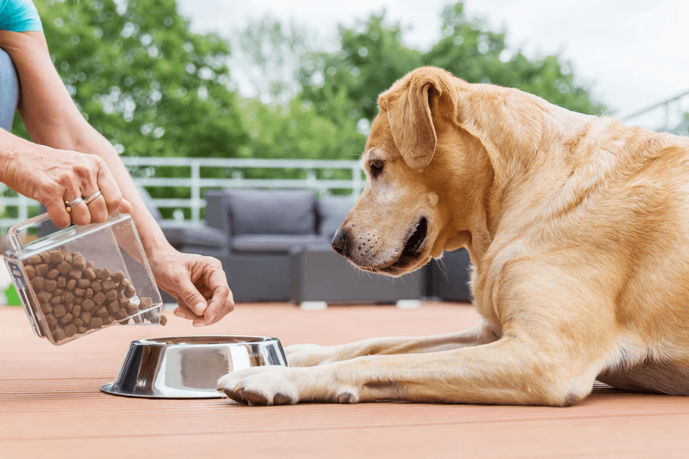 FDA grain free dog food