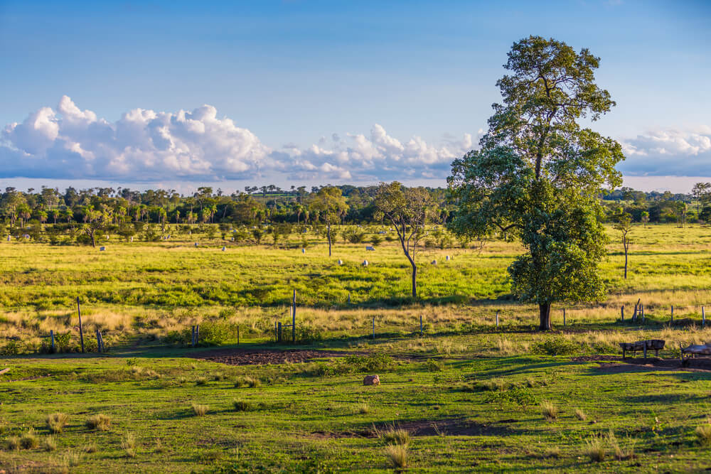 pantanal landscape