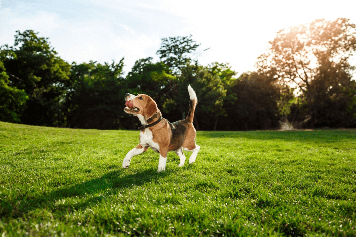 CFIA Updates 2024: Simplifying Pet Supplement Import Requirements in Canada