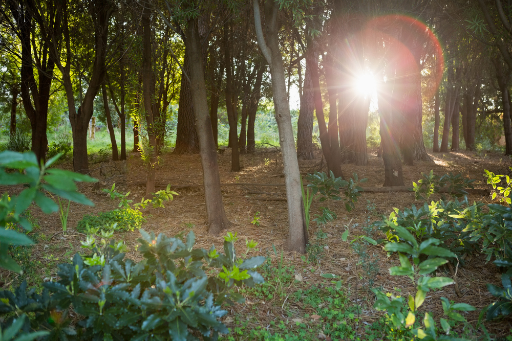 Forest and sun view 