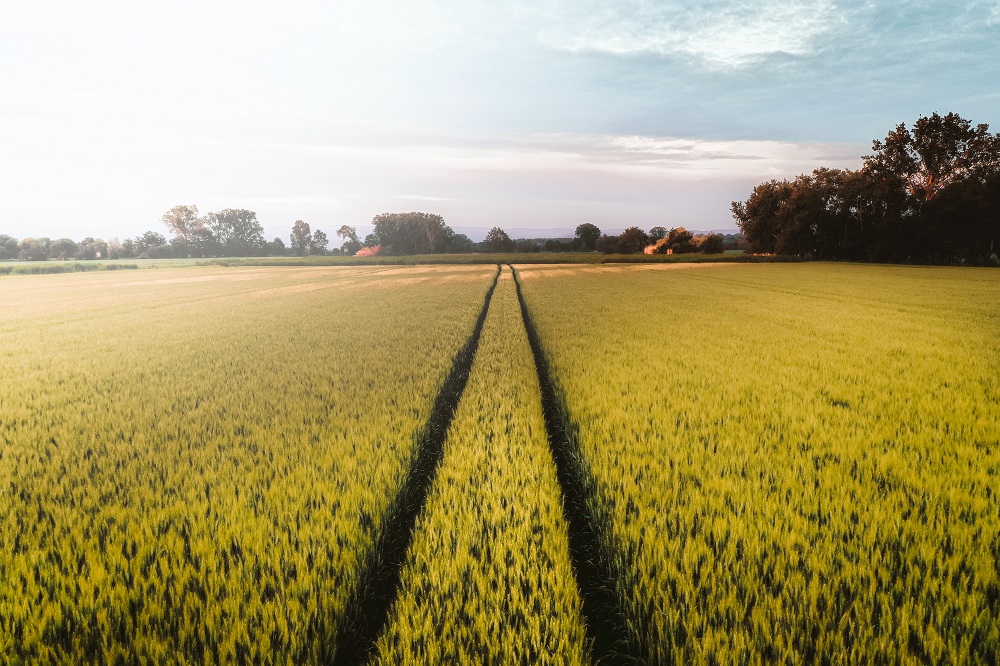 Agriculture Field