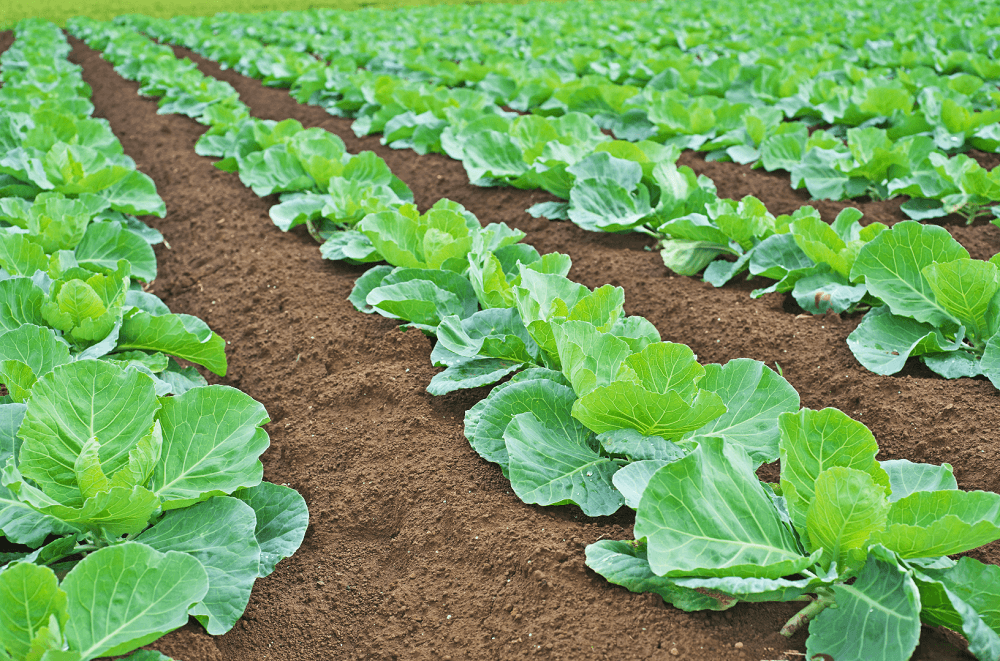 Brassica Head Field