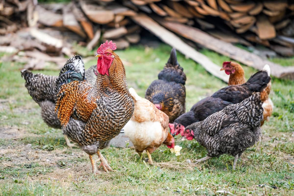 adult chicken