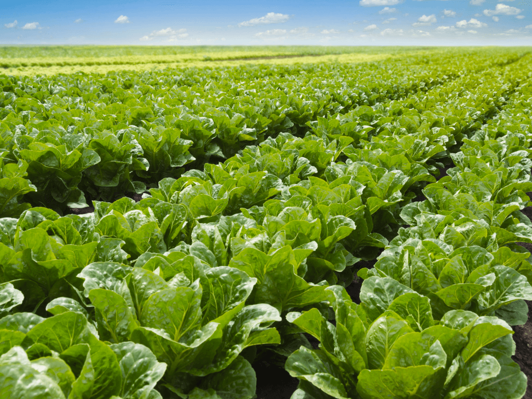 lettuce recall